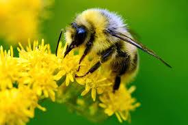A bee on a flower