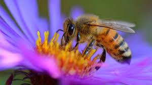 A bee on a flower