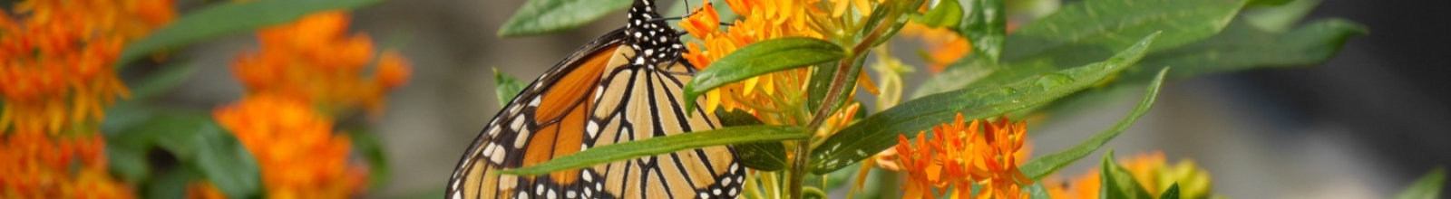 A butterfly in flowers