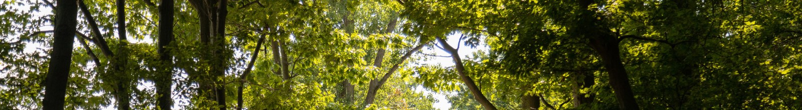 Tree tops in the sun.