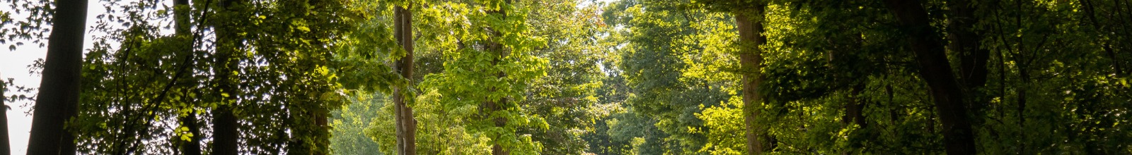 Trees sway in the summer time