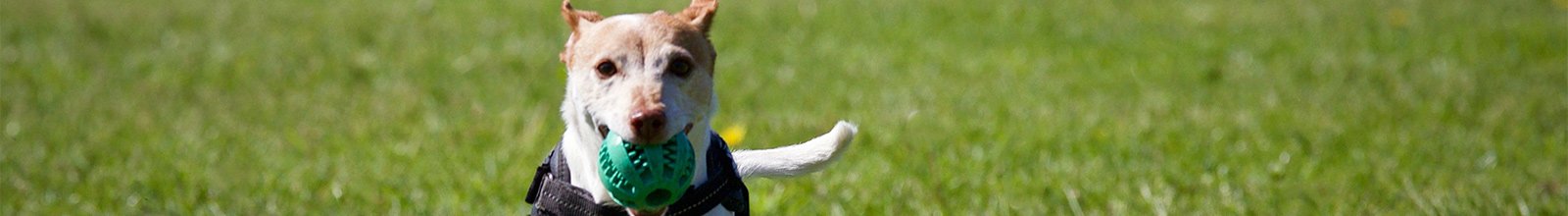 dog with a ball in mouth