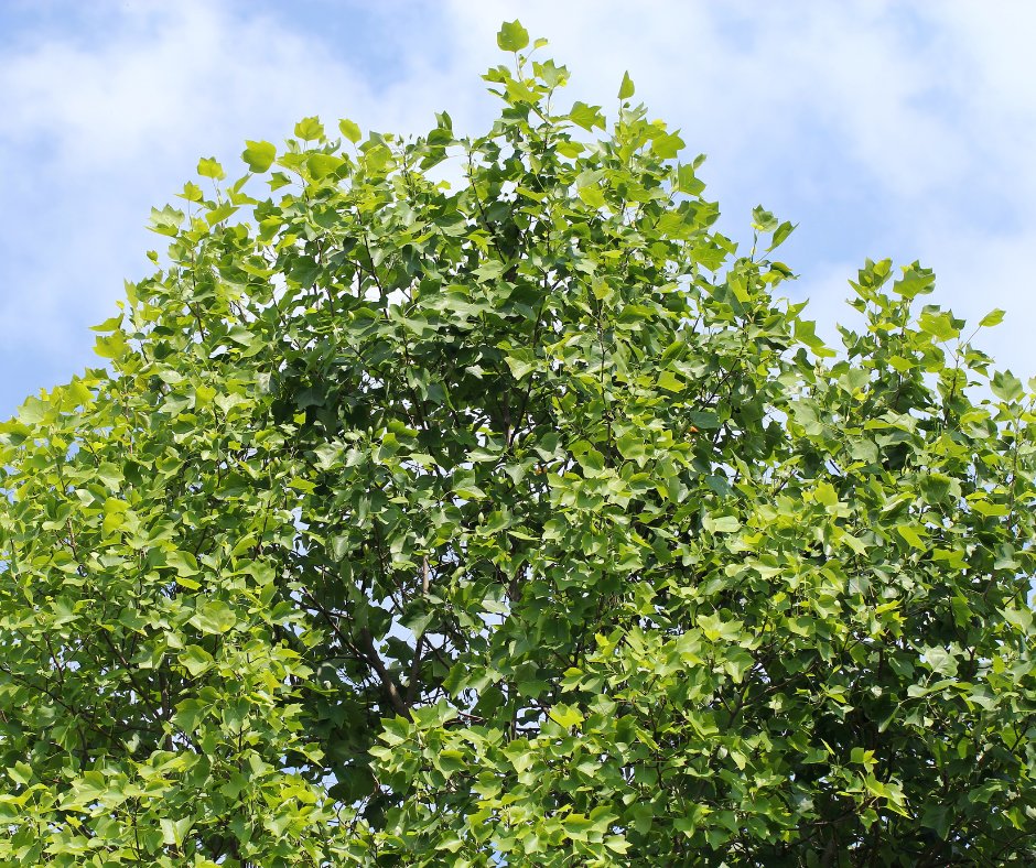 A large tree shaped like an oval