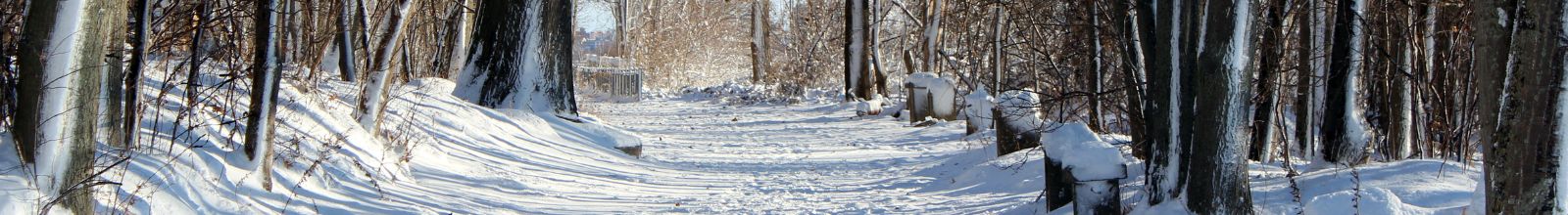 A walking path covered in snow and sided by woods