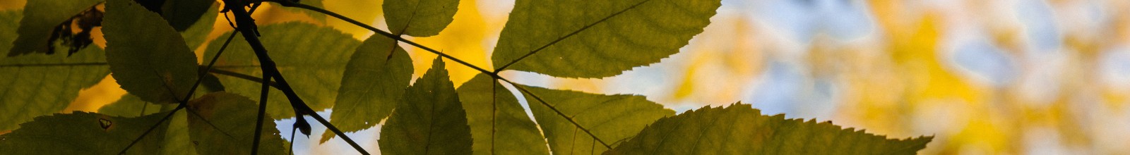 Leaves of an ash tree in the summer