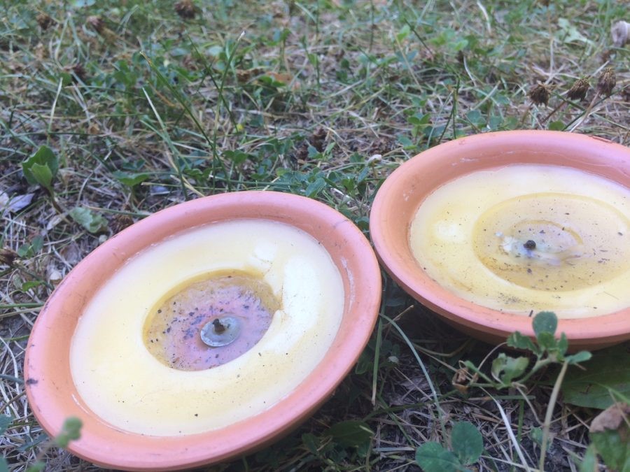 Two open candles lay on grass