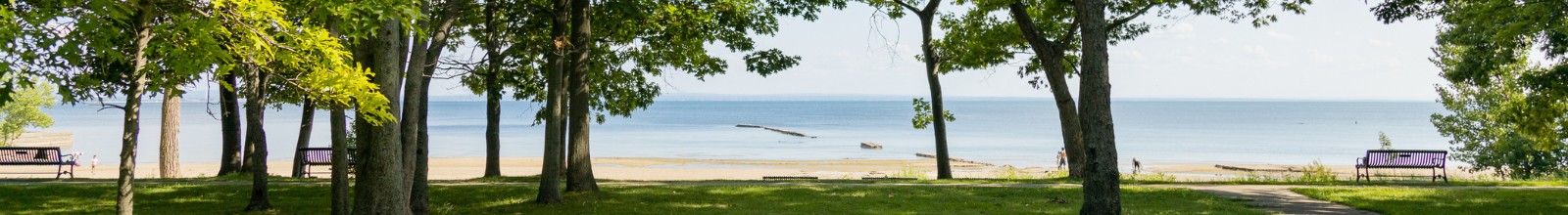 A shore line with trees and a walking path in the summer
