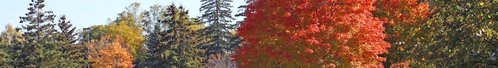 A variety of tree tops in the fall season