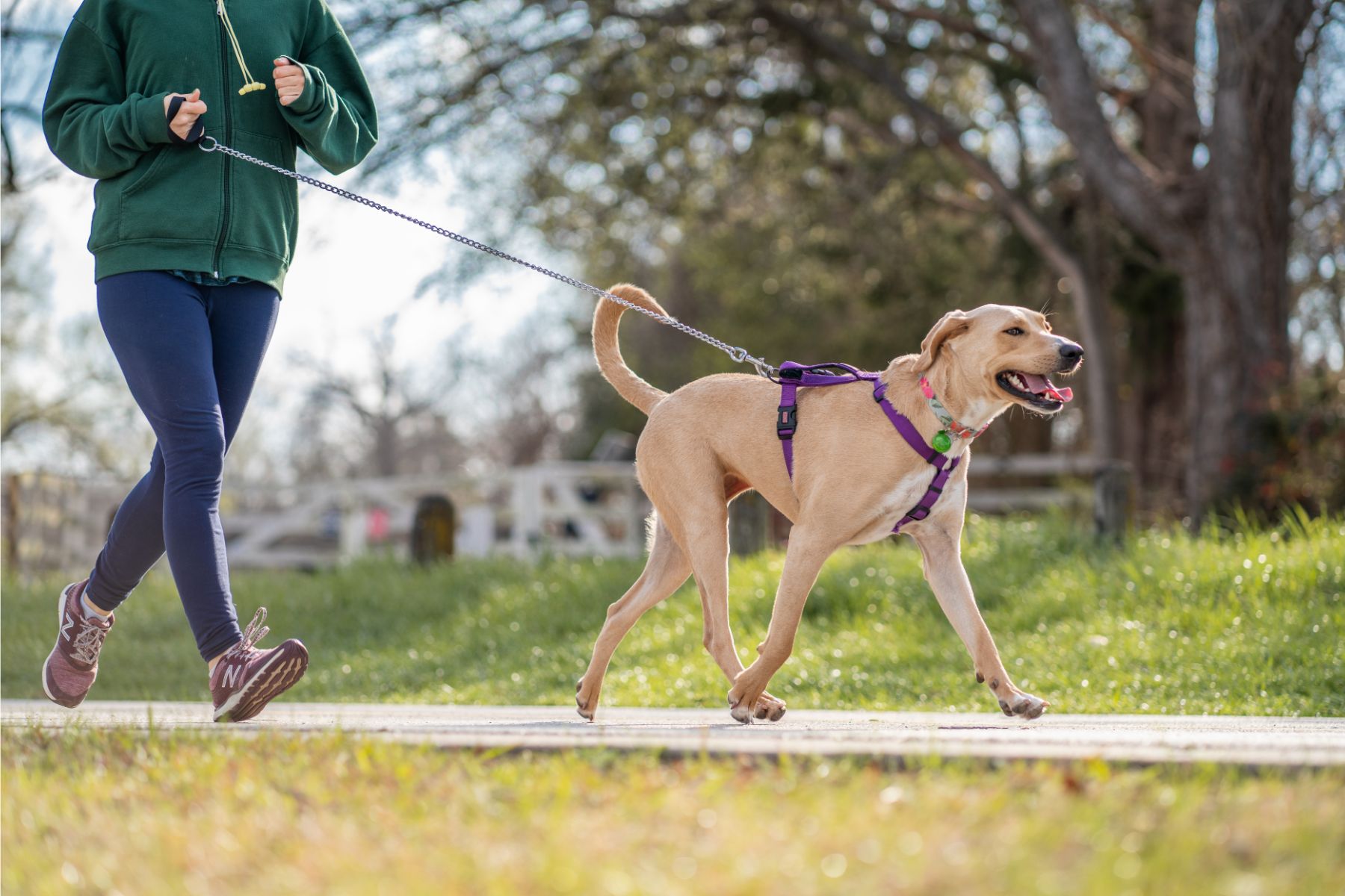 A dog running with a person on a path