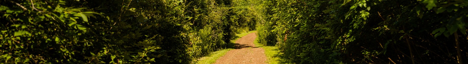 A dirt path runs through thick brush on both sides 