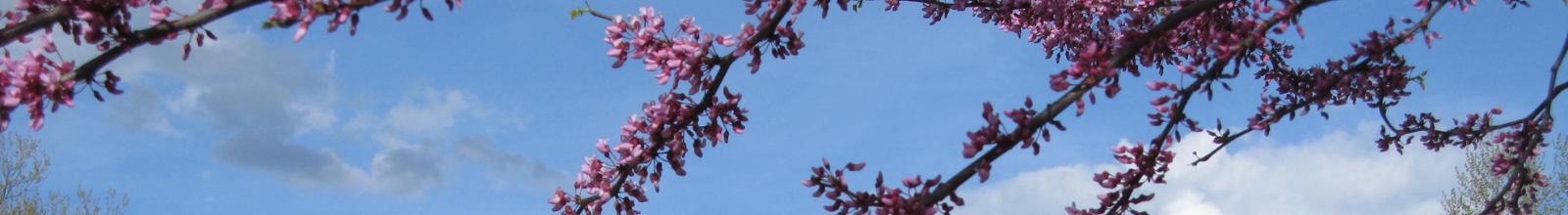 Branches of a small tree with small petals hang
