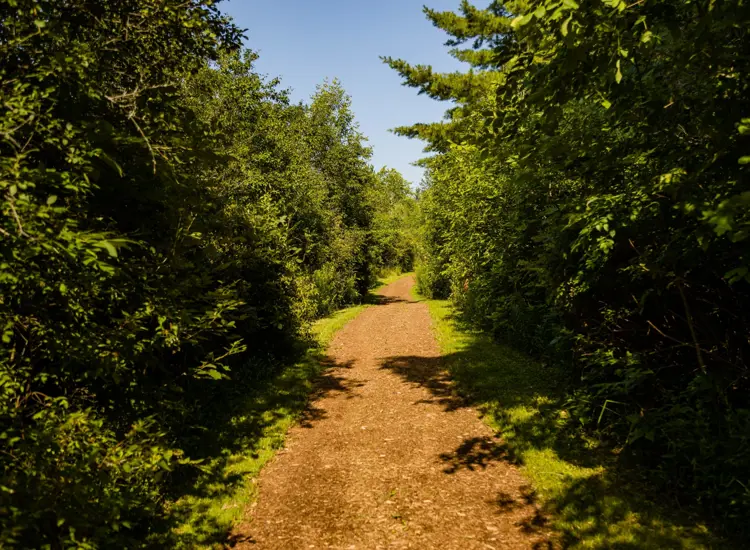 A path with trees running down both sides